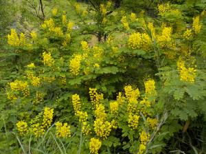 葉の上に円柱状に黄色い小花が沢山咲いている様子の写真