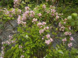 薄いピンク色の小花が沢山咲いている写真