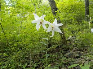 山の斜面に一本の茎から白い花が2輪咲いている写真
