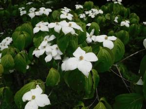 白い花弁四枚の花が沢山咲いている写真