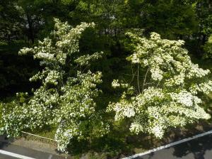 葉が見えないほど白い小花が木全体を覆うように咲いている写真
