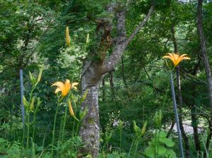 森の中で宙に伸びるように咲いているオレンジ色の花の写真