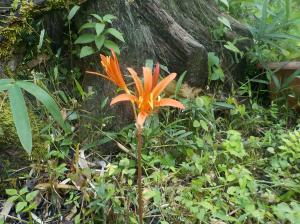 木の根元でオレンジ色に咲いている花の写真