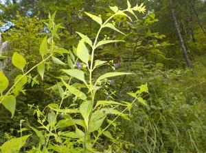 山の中で高く伸びている植物の写真