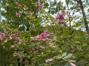 枝の先に赤紫の花を咲かせている植物の写真