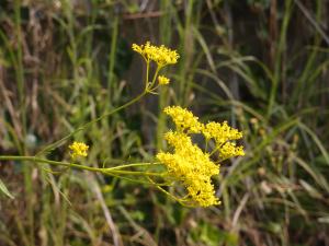 黄色い小さな花を先端に沢山咲かせている植物の写真