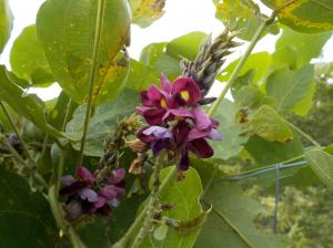 濃い赤紫の花を咲かせている植物の写真