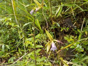 茂みの中に薄い紫色の花が一輪咲いている写真