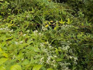 茂みの中で白い小花を転々と咲かせている植物の写真