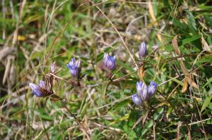地面の草の中で薄紫色の蕾を付けている植物の写真