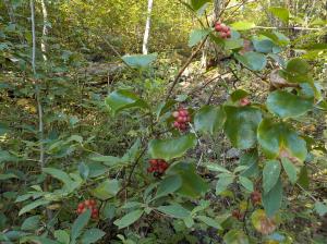いくつかまとまった赤い実を付けている植物の写真