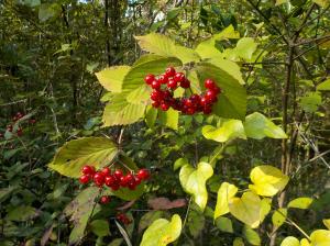 サクランボのような赤い実を付けている植物の写真