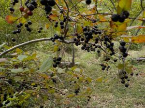 細い枝の下に黒い実を沢山下げている植物の写真