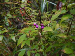 枝の途中に薄い紫色の実を付けている植物の写真