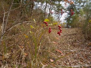 葉が枯れている山道の茂みで枝の先に赤い実を付けている植物の写真