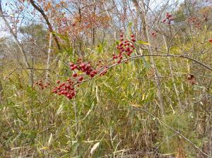 藪の手前で枝の先に赤い実を付けている植物の写真