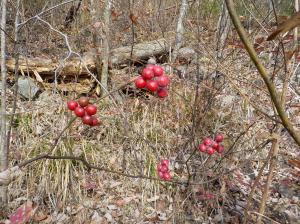 枯れた藪の中で赤い実を付けている植物の写真
