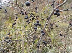 沢山の黒い実を枝の途中に付けている植物の写真