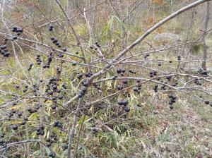 枝の途中に沢山の黒い実を付けている植物の写真