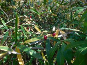 緑色の笹のような葉の中で赤い実を付けている植物の写真