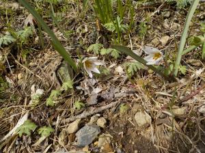 地面から生えている草に白い花が付いている写真