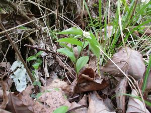 地面から伸びる茎に葉が数枚ついている写真