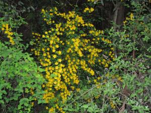 密集している黄色い花の周りに緑の葉っぱが生い茂っている写真