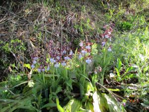 地面から伸びた茎の先に赤と白色をした花が咲いている写真