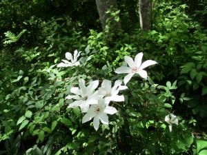 六枚の花弁の白い大きな花がいくつか咲いている写真