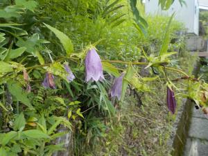 茎から垂れさがるように咲く紫色の花の写真