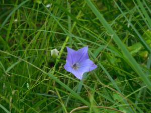 茂みの中に咲く青紫の花の写真
