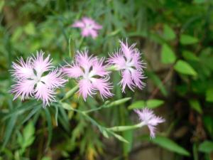 茂みの中で咲いている薄い紫色の花の写真