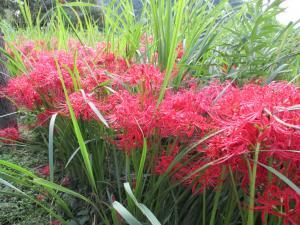 茂みの端に大量に咲いている赤い花の写真