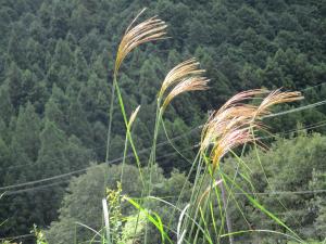 山を背景に風になびいている植物の写真