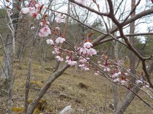 細い枝に桜が咲いている写真
