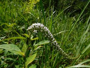 茂みの中で尻尾のように小花を沢山咲かせている花の写真