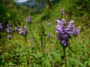 茂みの中で何本も咲いている紫色の植物の写真