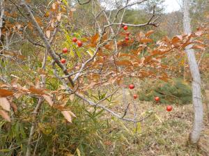 山の中で枯れた茶色の葉と鮮やかなオレンジ色の実を付けている植物の写真