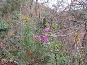 山の中で葉のない枝の先に紫色の実を付けている植物の写真