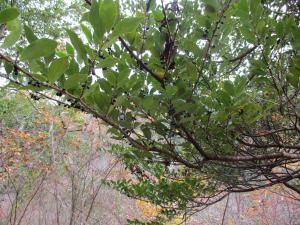 山の中で緑色の葉を沢山茂らせている植物の写真