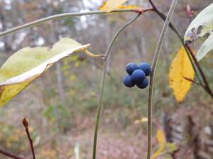山の中で枝の途中に青紫の実を付けている植物の写真