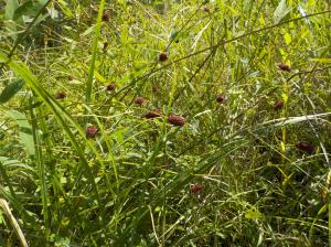 細い草の茂みに茶色の花を咲かせているワレモコウの写真