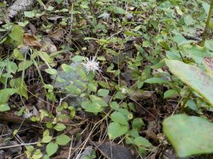 地面の低いところに葉を伸ばして一輪咲いている植物の写真