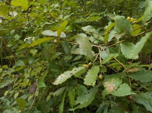 葉が沢山茂っている中にまだ緑色のどんぐりを付けている植物の写真