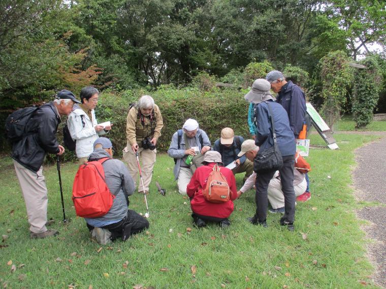 キノコを観察する様子