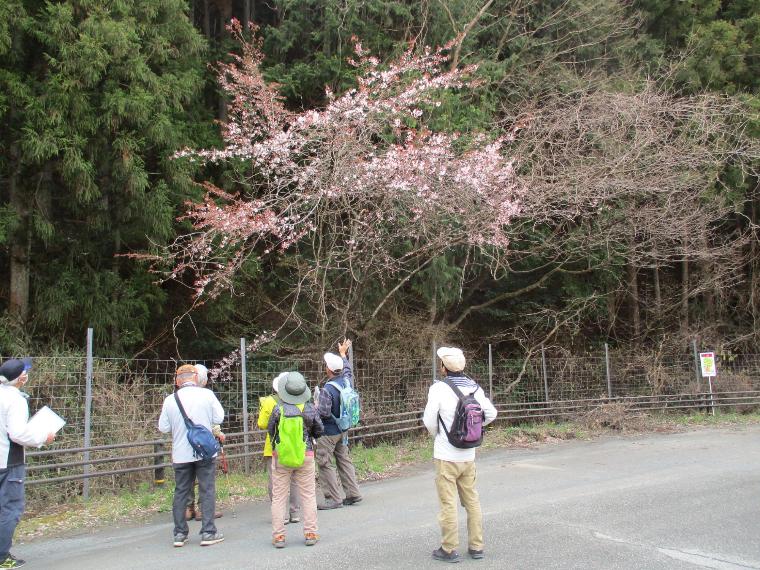 ヤマザクラを見ながら桜の説明