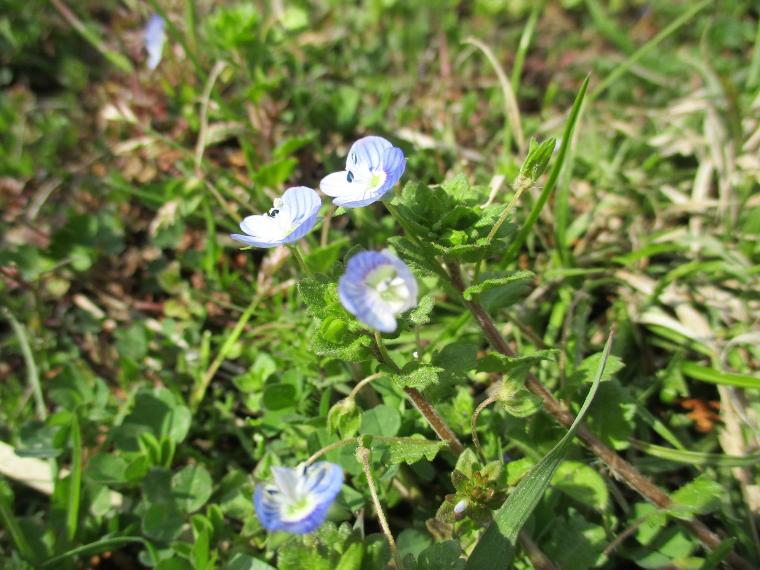 オオイヌノフグリ