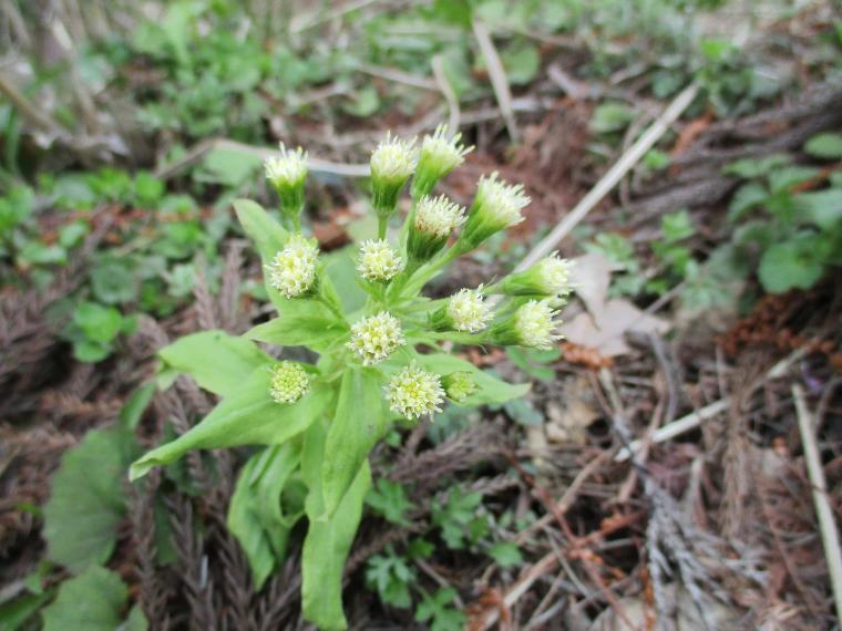 フキノトウノ花