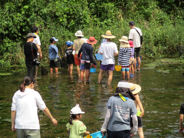 川の魚を観察