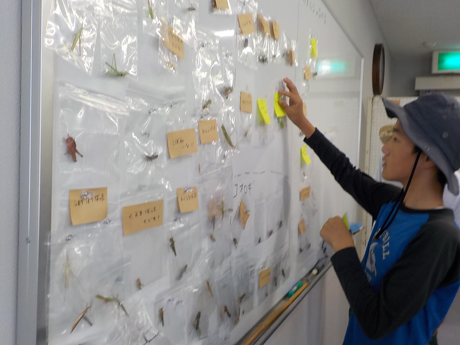 捕まえた虫を種類ごとにわける